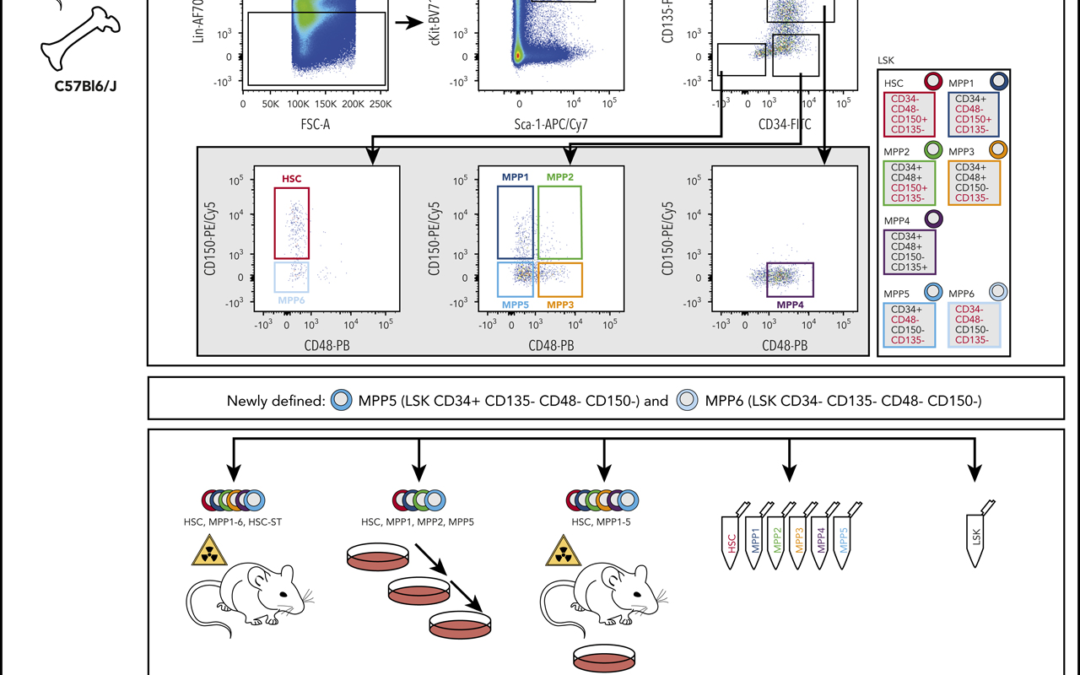 Mouse multipotent progenitor 5 cells are located at the interphase between hematopoietic stem and progenitor cells